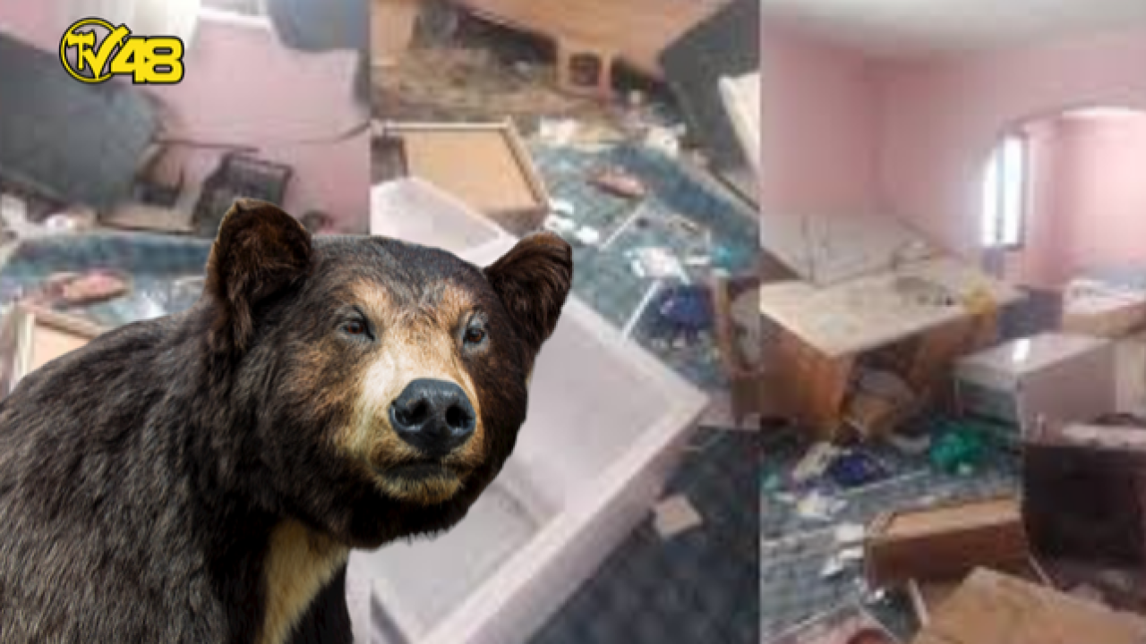 Yayla evine giren ayı ortalığı savaş alanına çevirmiş