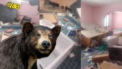 Yayla evine giren ayı ortalığı savaş alanına çevirmiş