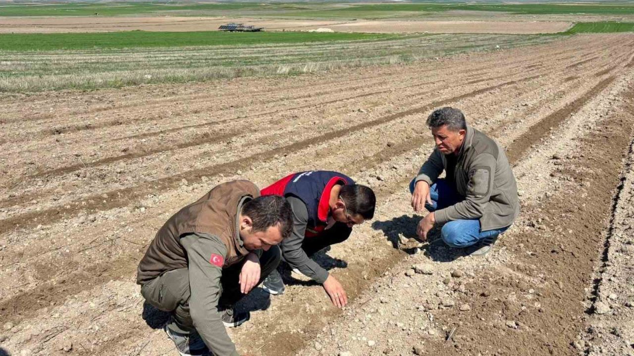 Atıl durumdaki tarım arazilerine ayçiçeği ekimi yapıldı