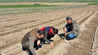 Atıl durumdaki tarım arazilerine ayçiçeği ekimi yapıldı