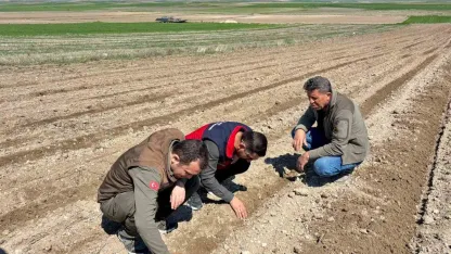 Atıl durumdaki tarım arazilerine ayçiçeği ekimi yapıldı