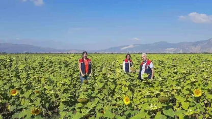 Ayçiçeğinde tohum desteği başladı