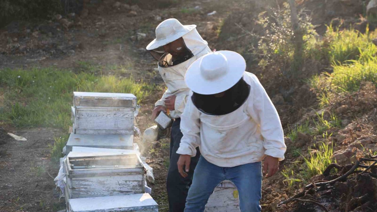 Aydın’da arı kolonileri gençleşiyor, arıcılar sezondan umutlu