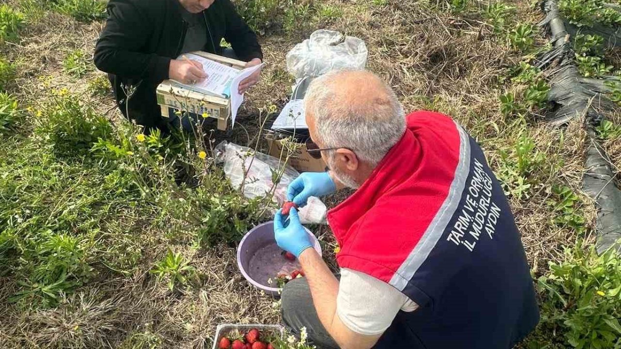 Aydın’da hasat öncesi çilek bahçeleri kontrol edildi