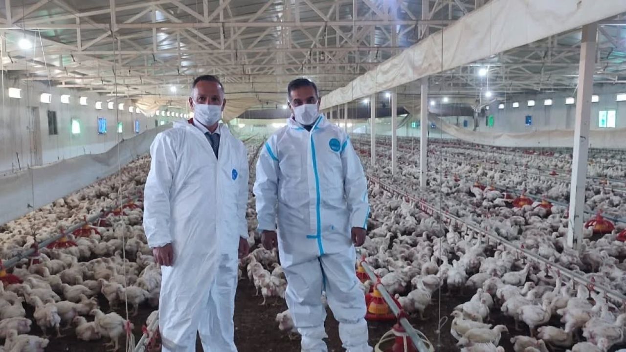 Aydın’da kanatlı üretimi 71 işletmede sürüyor