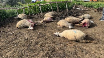 Aydın’da kurt saldırısı vatandaşları tedirgin etti