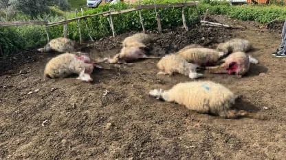 Aydın’da kurt saldırısı vatandaşları tedirgin etti