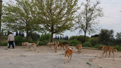 Aydın’da sokak köpeği sorunu devam ediyor