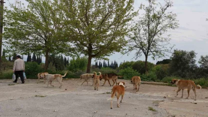 Aydın’da sokak köpeği sorunu devam ediyor