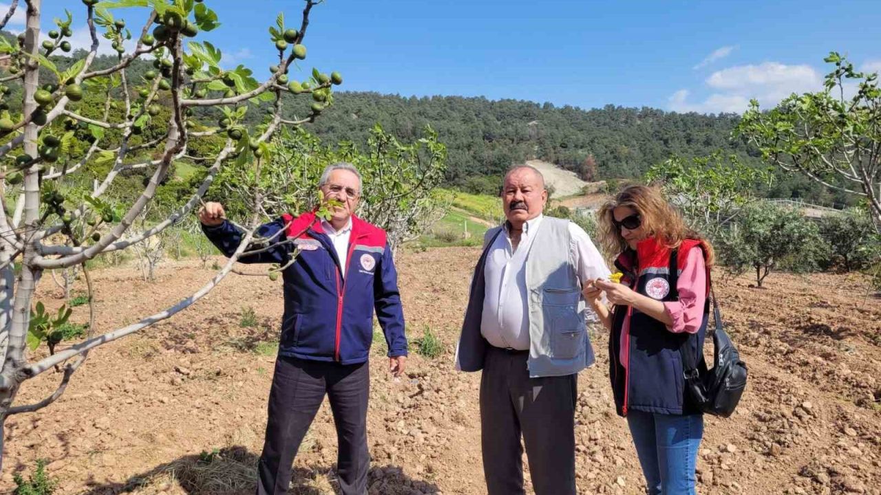 Buharkent’te ilek bahçeleri kontrol edildi