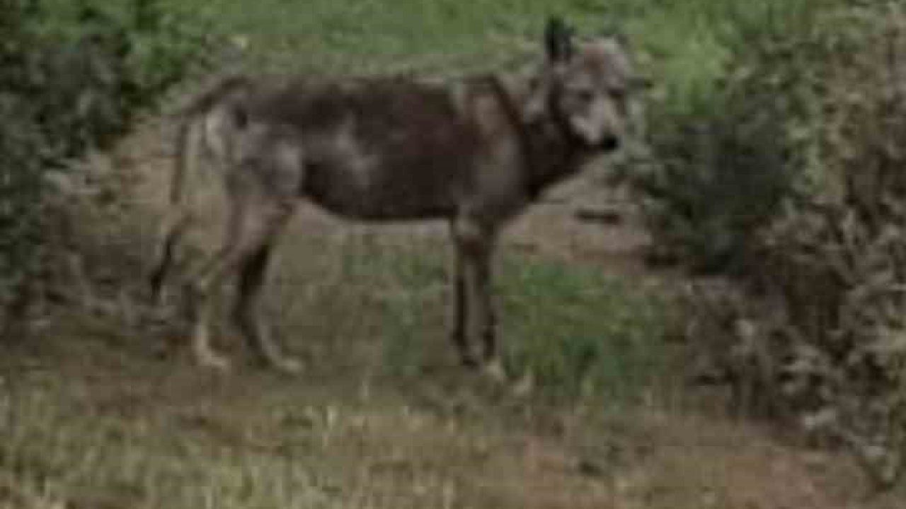 Buldan’da kurt bir kez daha görüldü
