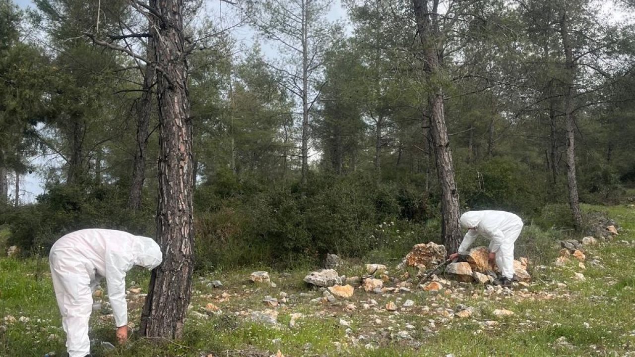 Çamkese böceği ile mücadele devam ediyor