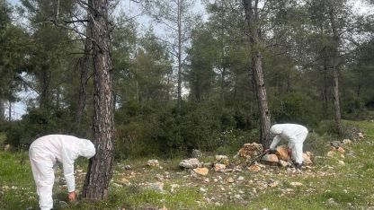 Çamkese böceği ile mücadele devam ediyor