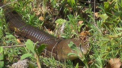Demir yılan Bozkurt’ta ortaya çıktı