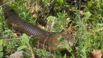 Demir yılan Bozkurt’ta ortaya çıktı