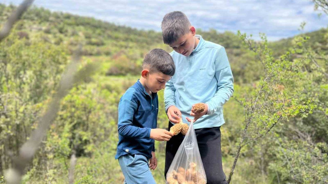 Demirci dağlarında 2 bin liralık kuzu göbeği mesaisi