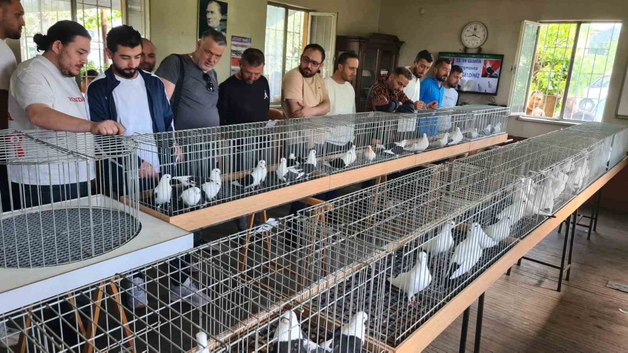 Denizli azman güvercinleri güzellikleriyle mest etti