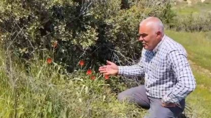 Denizli’de anemon lalesi yetişti