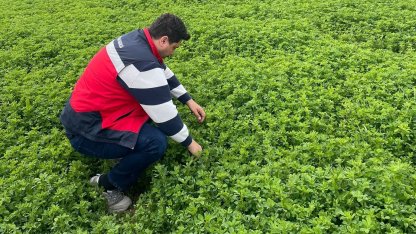Emet’te yonca üretimine yönelik denetimler devam ediyor