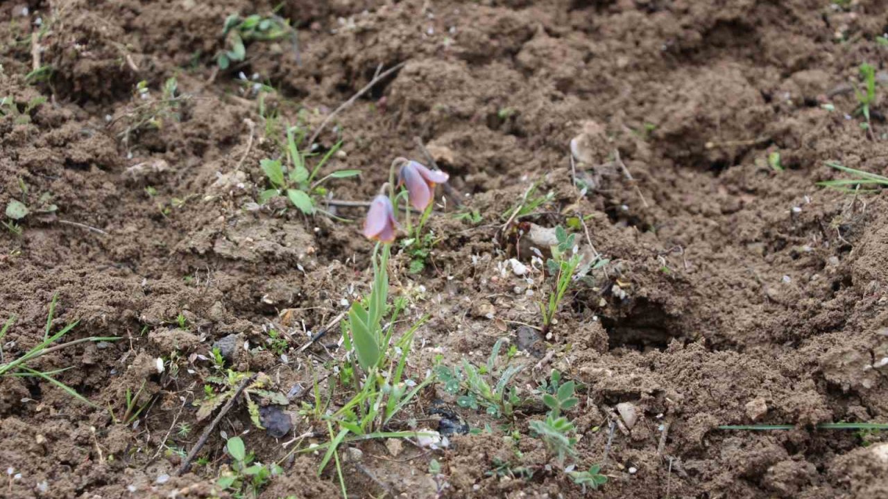 Gediz MYO kampüsünde sürpriz ’Ters Lale’