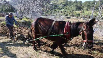 Gençler köyü terk edince iş yaşlılara kaldı