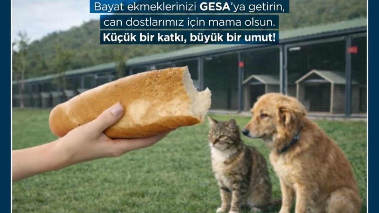 Germencik’te bayat ekmekler can dostlara mama oluyor