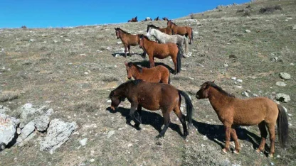Havanın ısınmasıyla yılkı atlarının hareketliliği arttı