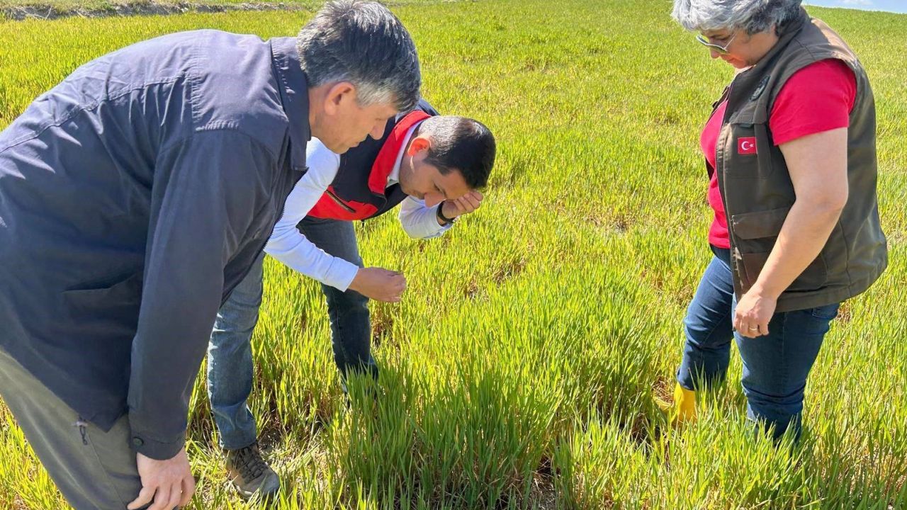 Hububat ta görülen süne ve diğer zararlılara karşı kontroller başladı