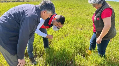 Hububat ta görülen süne ve diğer zararlılara karşı kontroller başladı