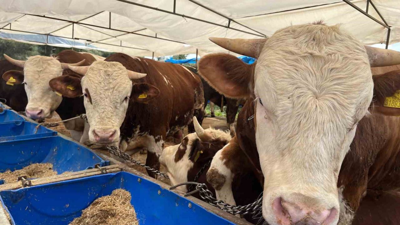 İzmir’de kurban pazarları kurulmaya başladı