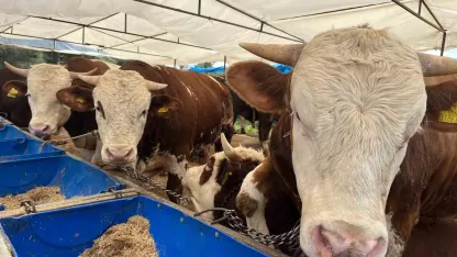 İzmir’de kurban pazarları kurulmaya başladı