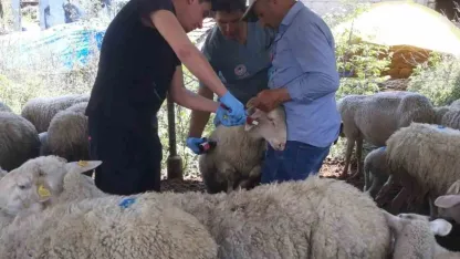 Karpuzlu’da küçükbaş hayvanlar kayıt altına alınıyor
