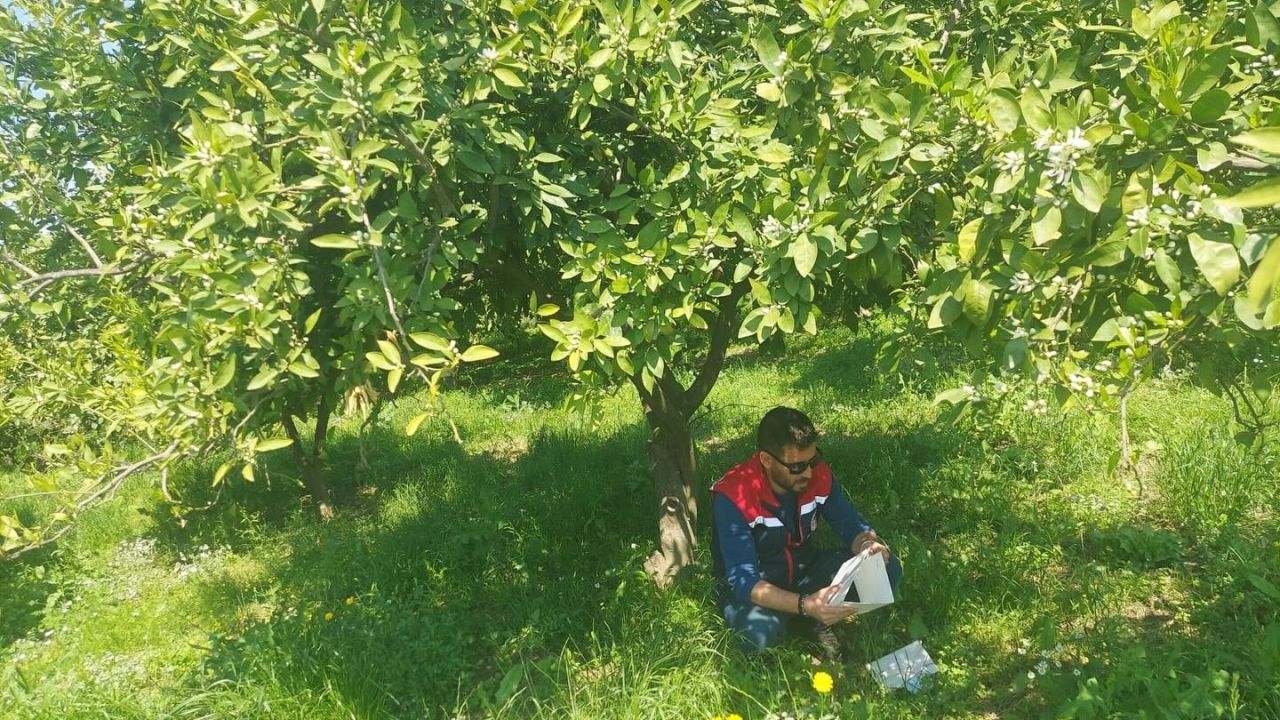 Koçarlı’da Akdeniz meyve sineğine karşı tuzaklı takip sürüyor