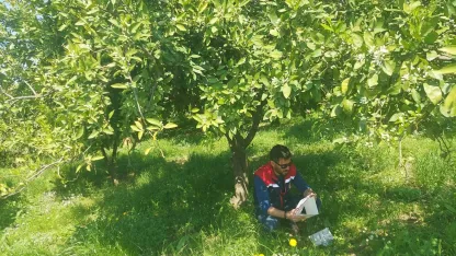 Koçarlı’da Akdeniz meyve sineğine karşı tuzaklı takip sürüyor
