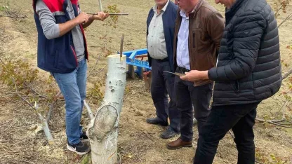 Koçarlı’da üreticilere "Cevizde Aşılama" eğitimi verilecek