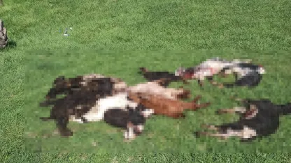 Kütahya’da kurtlar girdikleri ağılda 25 küçükbaş hayvanı telef etti