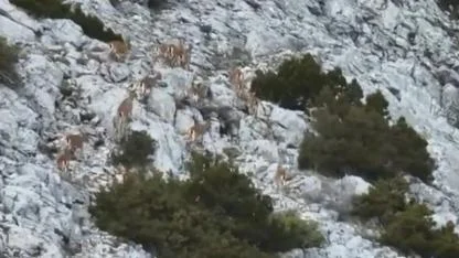 Muğla’da Yaban Keçileri Termal Drone ile Görüntülendi