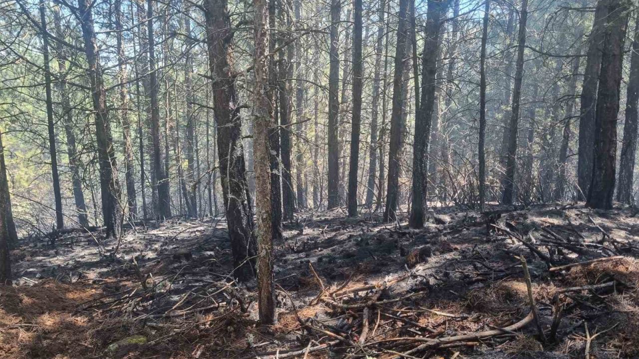 Orman yangını kontrol altına alındı