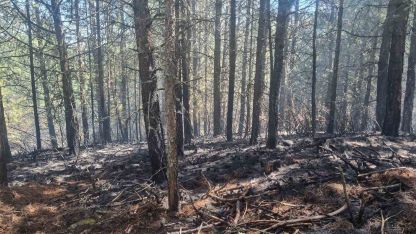 Orman yangını kontrol altına alındı