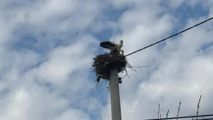 BOZDOĞAN’A LEYLEKLER GERİ DÖNDÜ