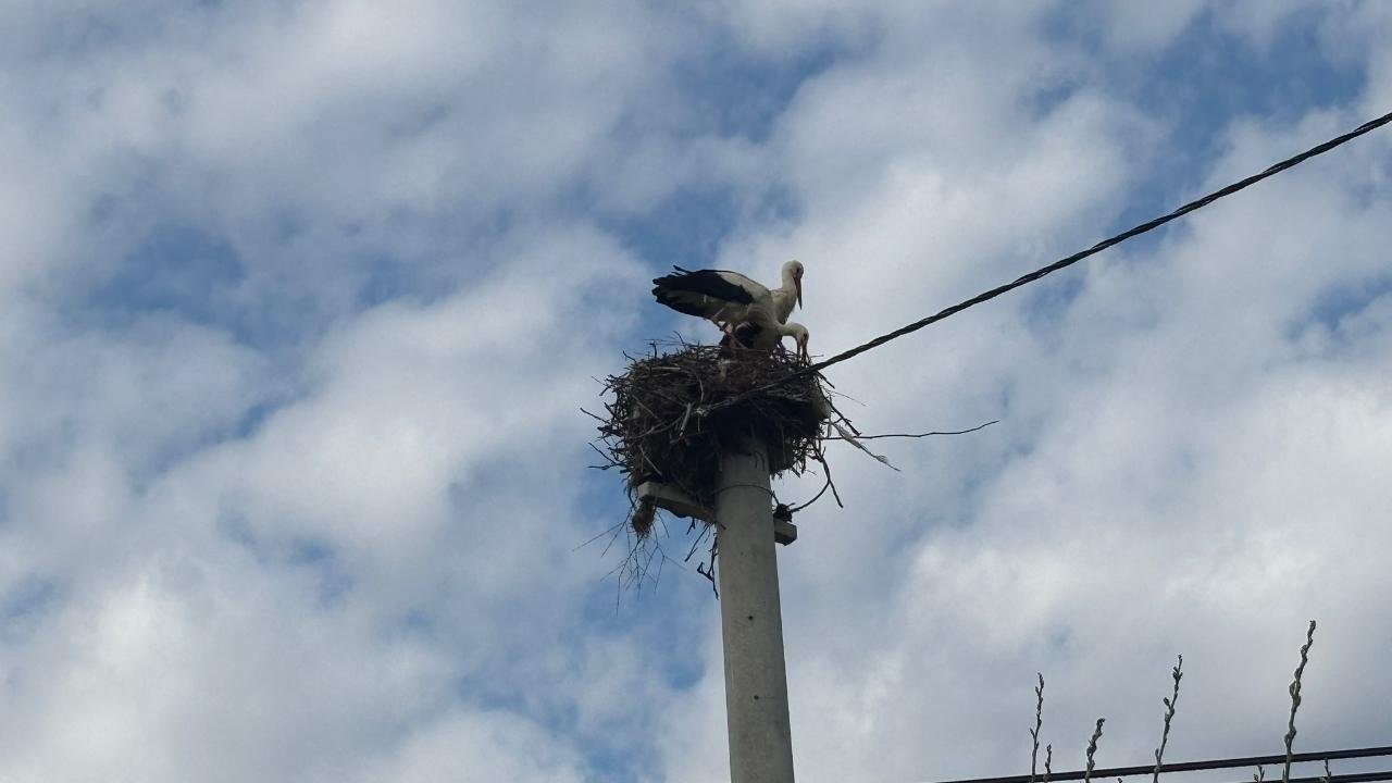 BOZDOĞAN’A LEYLEKLER GERİ DÖNDÜ