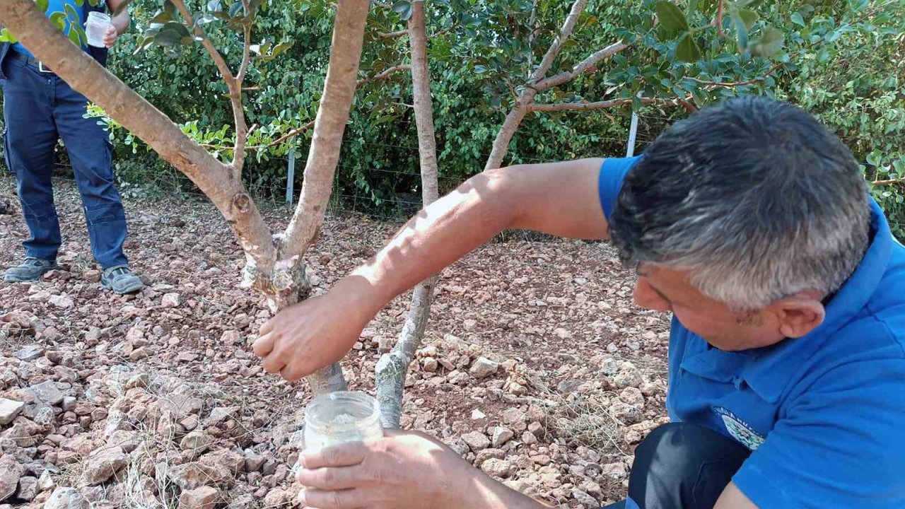Sakız’dan farklı ürünler üretilmeye başlandı