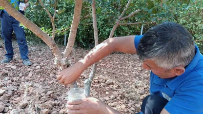 Sakız’dan farklı ürünler üretilmeye başlandı