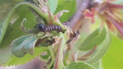 Salihli’de üreticiye kritik uyarı! Meyve ağaçlarında hastalık alarmı