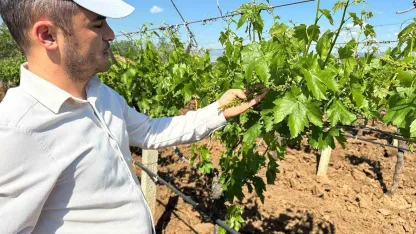 Sarıgöl bağlarında 3K hamlesi