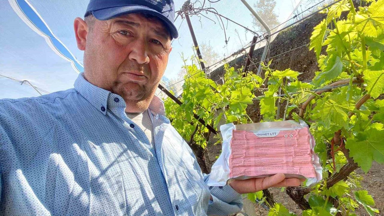 Sarıgöl Ovası’nda üzüm bağlarında "Fenomen Tel" seferberliği