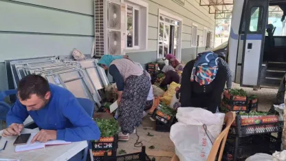 Sarıgöl’de taze bağ yaprağı mesaisi başladı