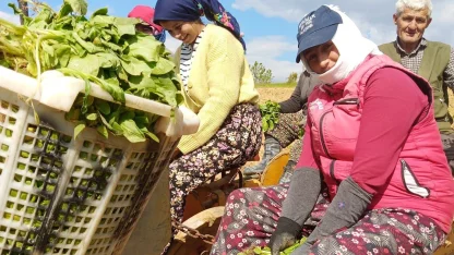 Sarıgöl’de tütün dikimi başladı