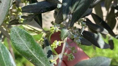 Sarıgöl’de zeytin üreticileri pamuklu bit zararlısına karşı uyarıldı