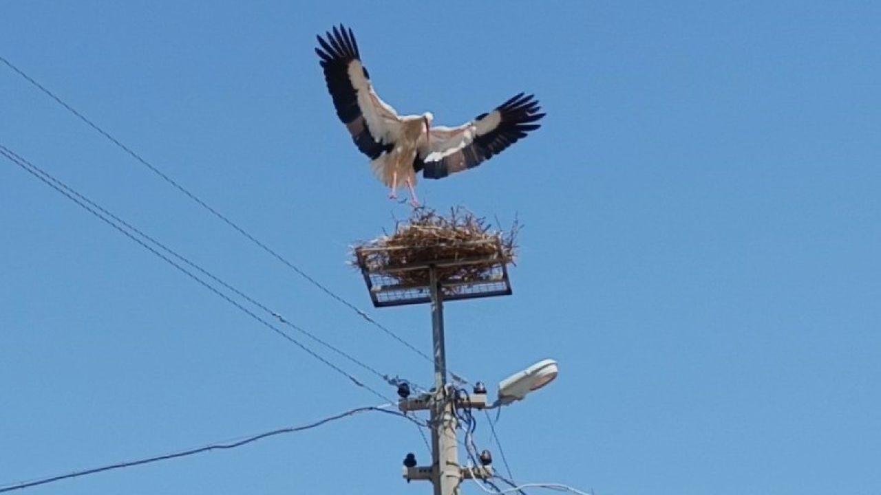 Sazlı’da leylekler yeni yuvasına kavuştu